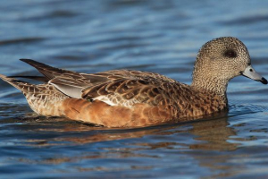 Связська качка Связська качка